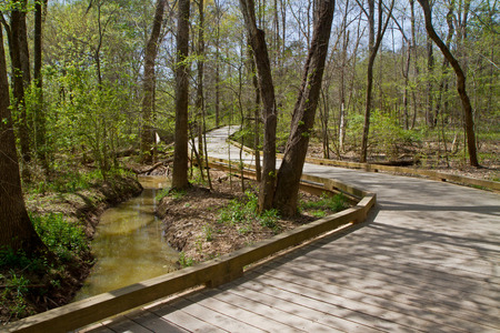 Young leaves of Spring enliven a boardwalk spanning a wetland.の写真素材