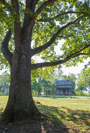 Rustic Cabin Framed by Old Treeの写真素材