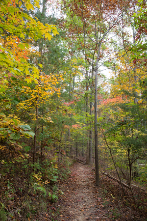 A wooded hiking trail with fall foliageの写真素材