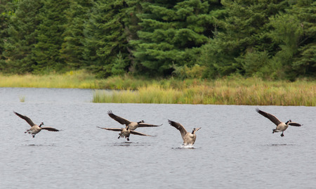 Canadian geese landing in a northern Wisconsin lake.の写真素材
