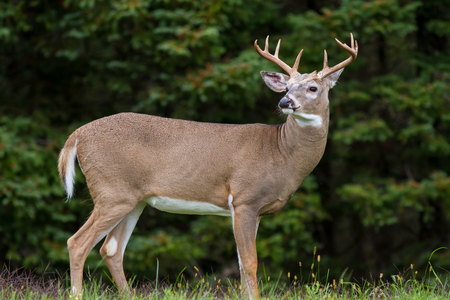 Closeup of majestic whitetail deer buck framed by dense forest.の写真素材