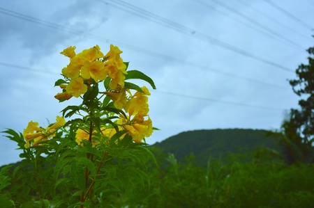 Yellow flower in Thailandの素材