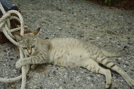 Cat in Thailandの素材