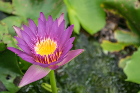 Close up lotus flower and lotus flower plantsの写真素材
