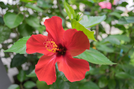 Red Hibiscus flowers.の写真素材