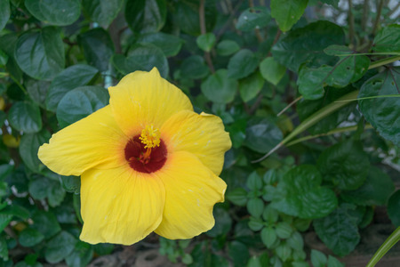 Yellow hibiscus on Natural backgroundの写真素材