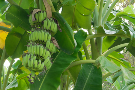 Bunch of banana growing on the treeの写真素材