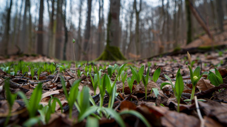 Fresh green sprouts emerging from the forest floor, symbolizing new growth and renewal amidst fallen leaves and natural debris.の素材