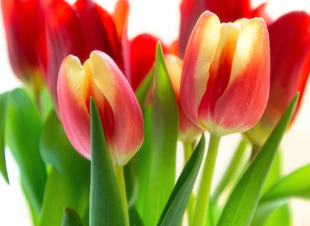 Bouquet of tulips on a white background, close-upの写真素材