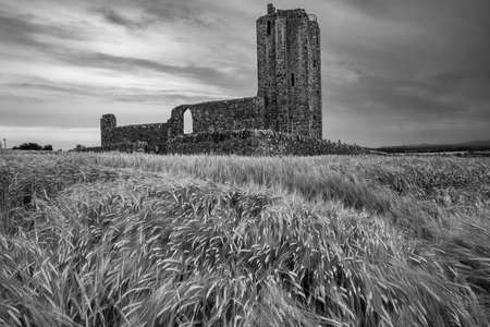 Black and white image of wheat fields pre-harvest by an old ruin of a churchの写真素材