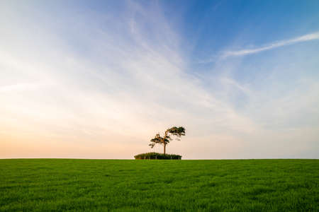 Lone tree on Horizon in Field in County Louth, Ireland during sunset