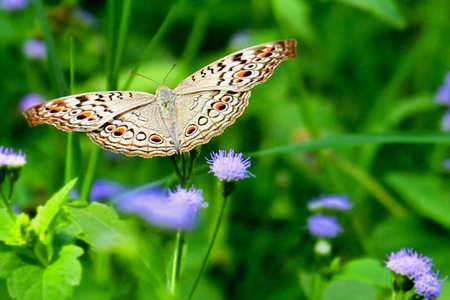 butterflyの写真素材