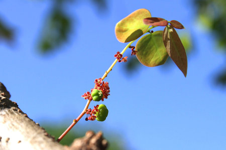 Part of the gooseberryの写真素材