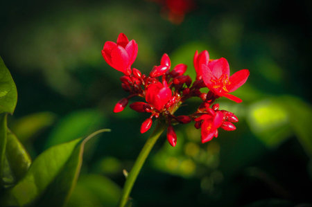 flowers in gardenの写真素材