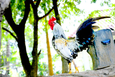 bantam chickenの写真素材