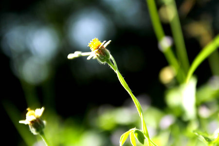 flower  yellowの写真素材