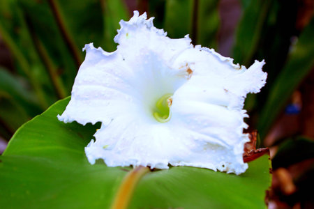 flower whiteの写真素材