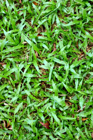 textures,grassの写真素材