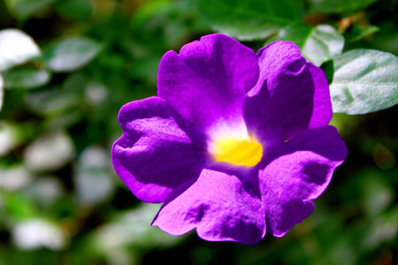 Purple flowersの写真素材