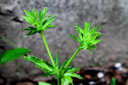 vegetableの写真素材