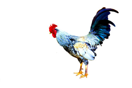 bantam,chicken