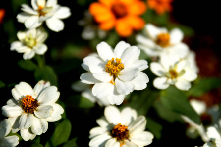 Flowerの写真素材