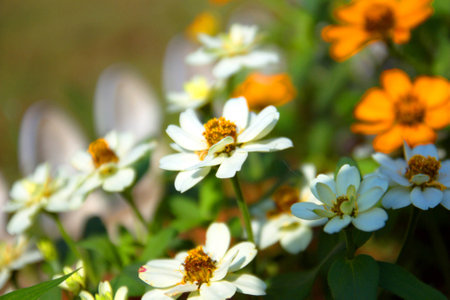 Flowerの写真素材