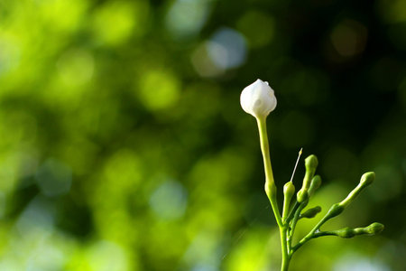 White flower
