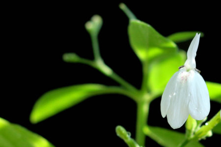White flower