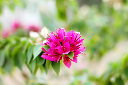 bougainvillea