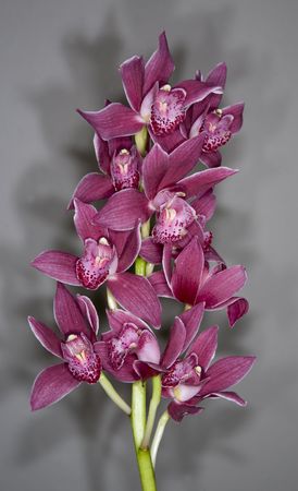 Group of Red orchids on gray backgroundの写真素材