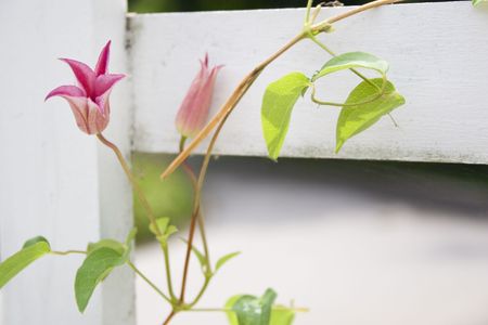 Red Flower growing on white fenceの写真素材