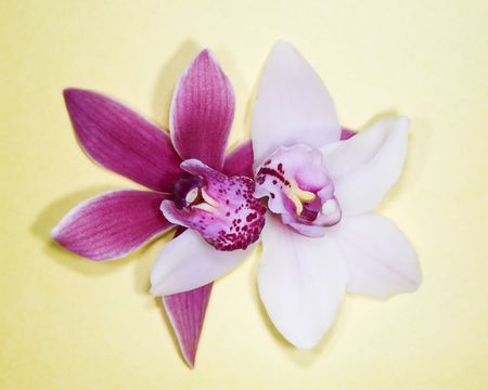 Two orchids on yellow surfaceの写真素材