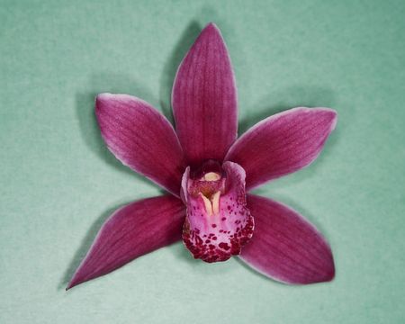 Red orchid on green surfaceの写真素材