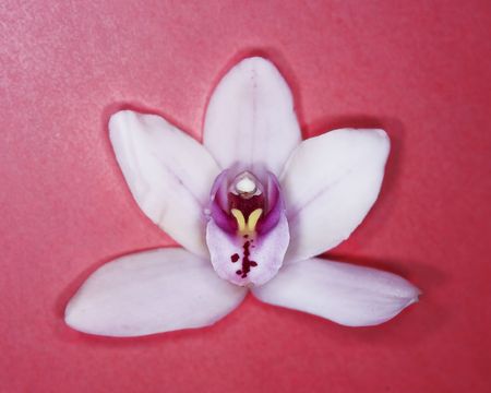 White orchid on red backgroundの写真素材