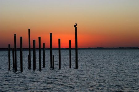 Lone pelican at sunsetの写真素材