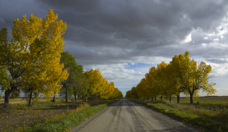 Tunnel of yellow leaf trees on a summer afternoon in the Autumn seasonの写真素材