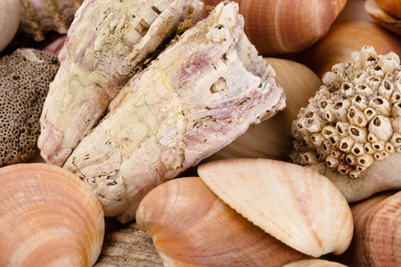 heap of seashells isolated over white background