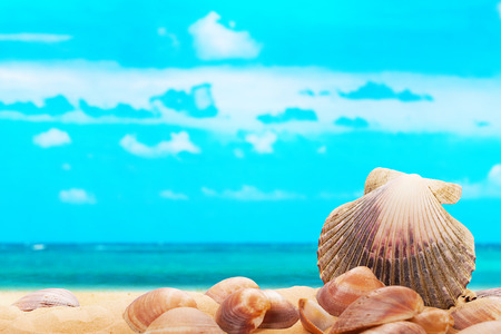 seashells on the beach