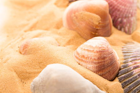 seashells on the beachの写真素材