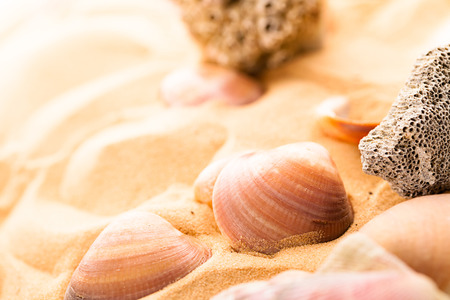 seashells on the beach