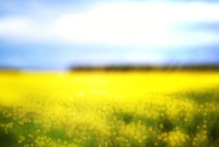 sunny blurred field with flowers. forest on foreground. beautiful warm sunshineの写真素材