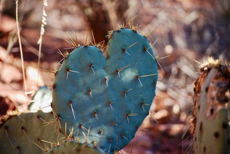Heart-shaped cactusの写真素材