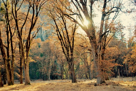 Golden trees