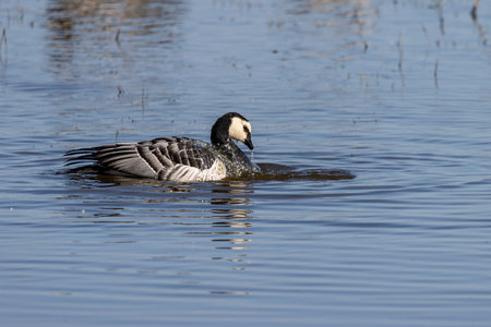 Barnacle goose washes in the lakeの写真素材