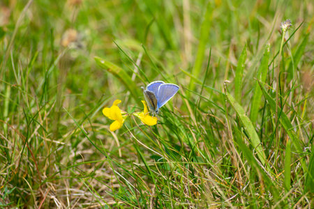 Crane struts on a meadow in the moor