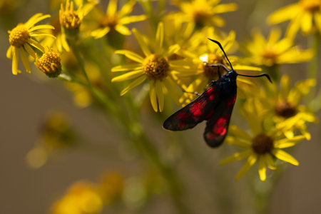 Burnet moths on a flower close-upの写真素材