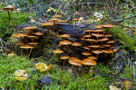 Mutabilis on wood between moss and leavesの写真素材