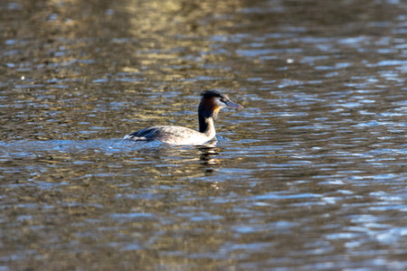 Great Crested Grebe laterally, with reflection