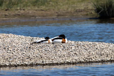 Shelduck (Tadorna tadorna) resting on a rockの写真素材